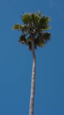 Uzun bir palmiye ağacı, hafif rüzgar yapraklarını dalgalandırırken Kaliforniya kıyılarında dikey bir çerçeveyi doldurur. Kıtır gün ortası ışığı ve doymuş renk ağaç kabuğu ve yaprak detaylarını vurguluyor.