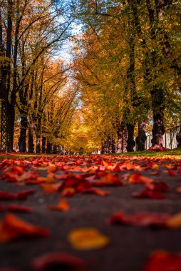 Altın akçaağaç yaprakları sonbahar ormanlarının zeminine düşüyor. Sıcak güneş ışınları, canlı sonbahar renkleri altın saat boyunca ormanda sakin bir doğal manzara yaratıyor.