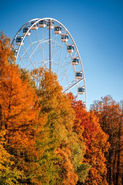 Şehir parkındaki altın ve turuncu ağaçların üzerinden beyaz bir dönme dolap yükselir, açık gün ışığı altında, açık renk ve geometrik çizgiler kontrastlı yapraklar altında..