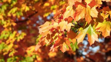 Kapalı akçaağaç yaprakları altın turuncu ve sarı tonlar gösterir, bir yaprak kısmen yeşil. Sıcak güneş arka ışıkları damarlar ve kırmızı minderler, sığ derinlik yumuşak bir bokeh örtüsünü izole eder..