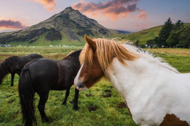 İzlanda atları gün batımında Vik yakınlarında yeşil bir çayırda otluyor, önünde beyaz ve kestane rengi bir at, yosunlu yamaçlar ve çiftlik binaları piramit tepesinin altında oturuyor.