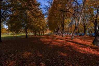 Canlı turuncu ve sarı akçaağaç yaprakları sonbaharda parktaki güneşte ıslanmış ağaçlardan düşer ve yerde güzel doğal bir halı oluşturur..
