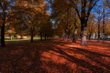 Riga, Letonya 'da öğleden sonra, kırmızı ve kehribar yaprakları, uzun gölgeler ve manzaraya rehberlik eden ritmik bir sıra gövde.