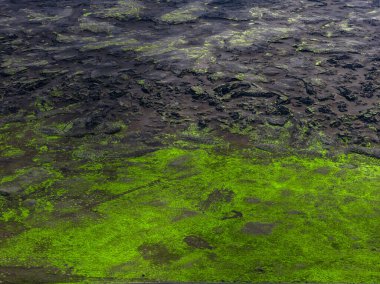 Hava görüntüsü, neon yeşil yosunların İzlanda 'nın Landmannalaugar yakınlarındaki dağlık bölgelerinde koyu bazalt lavla buluştuğunu gösteriyor. Dokular ve desenler yukarıdan yayılan gün ışığında göze çarpıyor..
