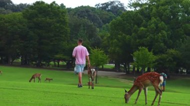 Gündüz vakti Japonya 'nın Nara Parkı' nda geyik otlayan bir adam görülüyor. Canlı yeşil çimen, yumuşak ışık, geniş çerçeve ve nazik hareket sahneyi hazırlar..