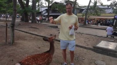 Japonya, Nara 'da bir turist Senbei ile Sika geyiği besler. Geyikler krakerlere uzanırken, ziyaretçiler çam ağaçlarının oluşturduğu patikalardan geçiyor ve gün ışığı altında kiremitli çatı dükkanları açıyor..