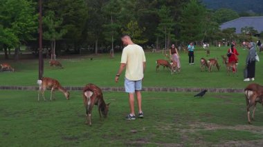Benekli ceketli Sika geyiği Japonya 'daki Nara Park' taki ziyaretçilerle etkileşim halindedir. İnsanlar yürür, beslenir ve geyik otlarken ve gün ışığında yaklaşırken fotoğraf çekerler..