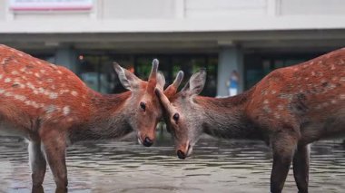 İki benekli geyik, Japonya, Nara 'da yansıyan bir havuzun derinliklerinde duruyor. Dalgalanma biçiminde nazikçe sokuluyorlar. Modern bir görünüş, işaret ve arkasında bulanık bir insan var..