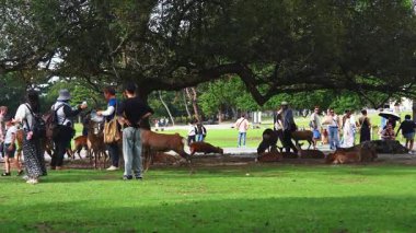 Japonya, Nara 'daki Nara Park' taki geniş ağaçların altında sika geyiği dinlenirken görüldü ve turistlere yaklaştı. Gündüz gizli hareket ve durgunluk geniş yatay çerçevede.