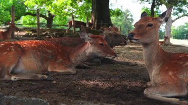 Alçak açı, Japonya 'nın Nara Parkı' ndaki tahta bir çitin yanında gölgeli bir yerde duran sika geyiğini gösteriyor. Biri kameraya doğru dönüyor. Işıklı gün ışığı..