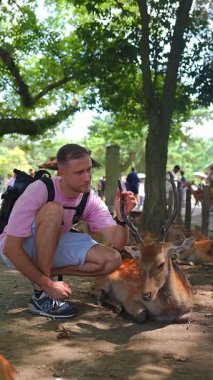 Bir turist Japonya 'daki Nara Parkı' nda çömelmiş ve nazikçe bir Sika geyiği besliyor. Tapınak çatısı ve uzaktaki taş sütun bulanıklığı. Ilık noktalı ışık ve dikey çerçeve anı yakalar.