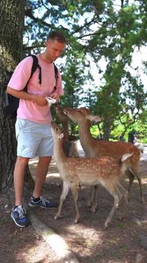 Pembe tişörtlü bir turist Japonya 'nın Nara Parkı' ndaki Sika geyiğini besler. Benekli geyikler uzanıyor, dürtüyor ve kokluyor. Dikey, parlak gün ışığı, ağaçlar ve ziyaretçiler görünür.