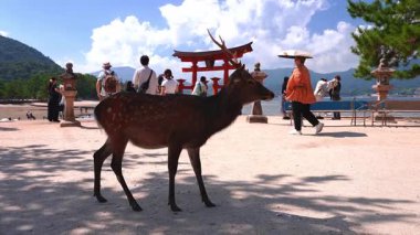Miyajima, Hiroşima 'da öğle vakti görülebiliyor. Sika geyiği kumlu ön avludan geçerken kırmızı torii ve taş fenerler görülüyor. Ziyaretçiler güneşliklerle fotoğraf çekiyor.