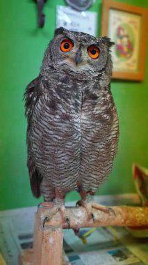 İçerideki aşınmış ahşap bir standın üzerindeki parmaklıklı baykuşun dikey görüntüsünü kapat. Turuncu gözler çerçeveyi doldurur, jessler görünür, yeşil duvar ve tabelalar bir sergi ayarını gösterir..