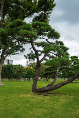 Tokyo parkında manikürlü çimlerin üzerinde duran oyulmuş siyah bir çam. Kurumuş çamlar, orta yükselen binalar ve ötesinde bir ışık kulesi görünürken, uzaklığa doğru uzanıyor..