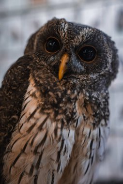 Yakın plan bir baykuş çerçeveyi, koyu siyah gözleri ve sarı gagasını doldurur. Hiroşima ve Itsukushima, Japonya 'da bulanık ipuçları içeren kapalı bir ortam..