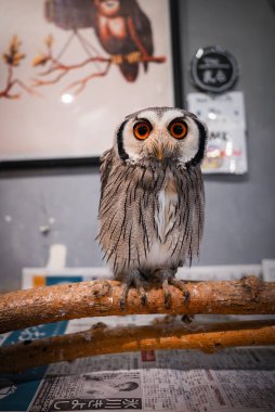 Beyaz yüzlü bir adam, Japonya 'da bir kafede tahta bir dalda baykuş tünedi. Büyük turuncu gözler ve siyah yüz hatları görülebiliyordu. Duvarında Japon tabelası ve baykuş resmi vardı..