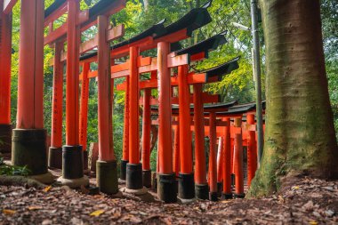 Japonya 'nın Kyoto kentindeki Fushimi Inari Taisha' da, veremon torii kapıları yokuş yukarı yükseliyor. Yaprak döşeme yolu boyunca alçak açılı görüş, yumuşak erken ışık derinlik ve sakinlik katıyor.