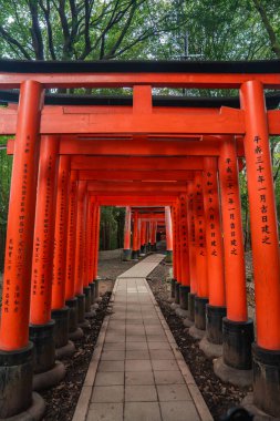 Vermilion torii kapıları Japonya 'nın Kyoto kentindeki Fushimi Inari Taisha' da ormanlık bir yamaçta bir tünel oluşturur. Siyah üsler ve yazıtlar yumuşak gündüz orman ışığı altında görünür..
