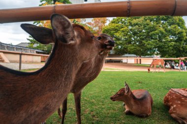 Japonya, Nara 'daki Nara Park' taki çimenli bir çimenlikte Sika geyiği dinlenme ve otlama. Bir geyik başka bir geyiğe sokulurken bir geyik dinlenir. Turistler yumuşak, bulutlu ışığın altında beliriyor.