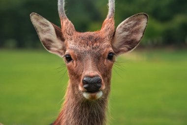 Tomurcuklanan boynuzları olan genç bir Sika geyiği Japonya 'daki Nara Park' taki lense doğru bakıyor. Kahverengi kürkü ve tetikte gözleri, gün ışığı ve sığ alan derinliğiyle keskin bir odak noktasında..