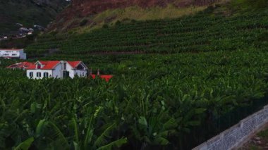 Kırsal Funchal, Madeira 'daki teraslı muz tarlaları, kırmızı fayanslı evler, alçak taş duvarlar, kullanım amaçlı bir kulübe ve yumuşak akşam ışığında ikiz bacalar..