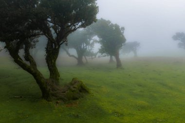 Gnarled defne ağaçları, Portekiz, Madeira Fanal 'de sisin içinde duruyor. Kıvrık gövdeler yumuşak ışık altında canlı çimlerden yükselir. Bulutlu bir günde, sessiz tonlar ve düşük görüş mesafesi ile..