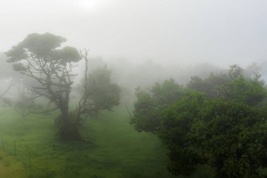 Puslu defne ağaçları Portekiz, Madeira, Fanal Ormanı 'ndaki bir çayırdan yükselir. Çarpık formlar düşük yayılmış ışıkta, yumuşak sisli sessiz renkte ve vurgulu şekillerde ortaya çıkar..