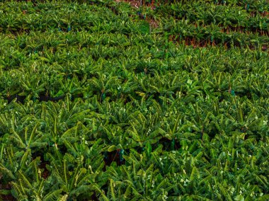 Teraslı muz bitkileri Funchal, Madeira yakınlarındaki katmanlı tarlaları dolduruyor. Mavi çantalar bazı demetleri kapatır. Gün ışığı, doymuş tonlar, hafifçe yükselmiş görüntü dokuyu ve deseni vurguluyor.