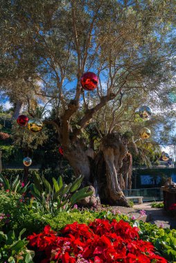 Antik bir zeytin ağacı kışın güneş altında kırmızı, altın ve gümüş takılar taşır, açık gökyüzü altında Funchal, Madeira, Portekiz 'deki noktalıklar ve tropikal bitkiler arasında geçer..