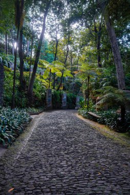 Funchal 'daki Jardim Monte Sarayı' ndan bir kaldırım taşı yolu geçiyor, bazalt taşlar, eğrelti otları, tropikal bitkiler, uzun ağaçlar ve serin gün ışığı panelleri var..