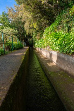 Portekiz, Madeira 'da, yosunlu beton duvarlar, yeşil korkuluklar, eğrelti otları ve yumuşak filtreli agapanthus ile düz bir levada, defne ormanından geçer..