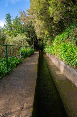 Portekiz, Madeira 'da yeşil raylı beton bir patikanın yanında bir levada koşar, güneş ışığı uzun ağaçların arasından süzülür, yosun kenarları çizer ve berrak su hareket eder..