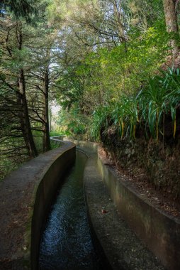 Yosunlu duvarlar ve eğreltiotu eğreltiotu ile çevrili Madeira yakınlarındaki gölgeli bir orman yamacı boyunca dar beton levada rüzgarları uzun ağaçların arasından geçen benekli güneş filtreleri gibi esiyor..