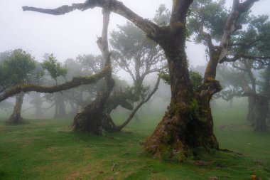 Portekiz 'in Madeira kentindeki Fanal Ormanı' nda yoğun sis altında defne ağaçları duruyor. Kıvrık gövdeler ve ıslak çayırlar, sabahın erken saatlerinde yumuşak yayılmış ışıkla serin olduğunu gösteriyor..