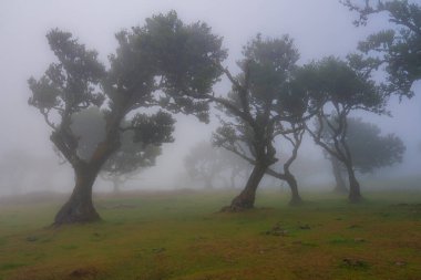 Buruşuk defne ağaçları, Madeira 'nın Fanal platosunun yoğun sislerinde duruyor, bükülmüş gövdeleri ve yoğun gölgeleri, yumuşak ışık yosunlu çayırı dümdüz ederken ürkütücü siluetler oluşturuyor..