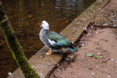 Beyaz başlı ve kırmızı derili bir Muscovy ördeği Funchal, Madeira, Portekiz 'deki sığ bir derenin kenarına tünemiş yumuşak bulutlu bir ışık altında..