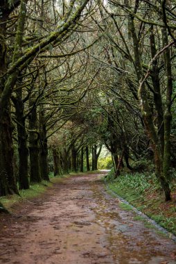 Islak bir orman yolu Portekiz, Madeira 'da birbirine karışmış defne dallarının altından geçiyor. Islak zemin, su birikintileri ve uzak bir virajda parlayan gün ışığı..