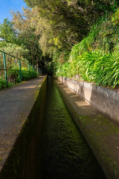 Portekiz, Madeira 'da, yosunlu beton duvarlar, yeşil korkuluklar, eğrelti otları ve yumuşak filtreli agapanthus ile düz bir levada, defne ormanından geçer..