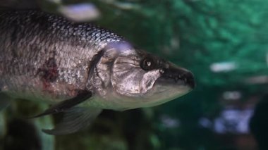 Suyun altında, keskin dişli, gümüş pullu yırtıcı bir balık ve Gran Kanarya akvaryumunda küçük kırmızı bir sıyrık görülüyor..