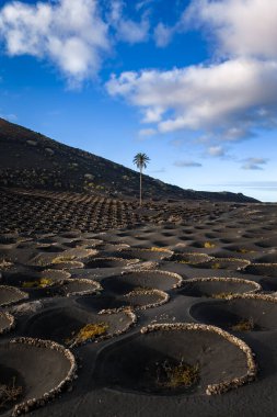 Lanzarote 'deki La Geria yamaçlarında siyah volkanik kül açıklıktaki belirgin dairesel asma çukurları. Öğleden sonra vakti, dağınık bulutların altında yalnız bir palmiye duruyor..