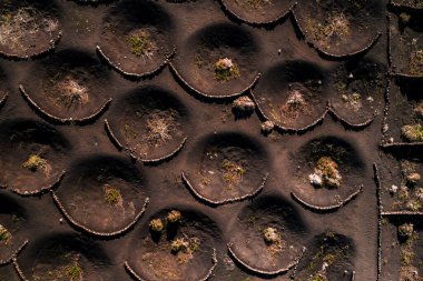 Lanzarote, Kanarya Adaları 'ndaki Timanfaya yakınlarındaki La Geria' nın havadan görüntüsü. Ilık öğleden sonra ışığı volkanik kül içinde taş hilal olduğunu gösterir. Sarmaşıkları ticaret rüzgarlarından korur..