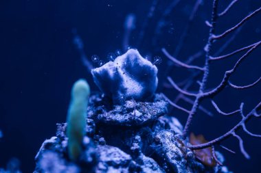 Soluk renkli bir mercan ya da sünger kayalık bir çıkıntıda oturur, kabarcıklar yükselir, dallanan bir deniz vantilatörü sağa döner, yumuşak yeşil tüp oluşur, Gran Canaria 'daki bir akvaryumda serin mavi bir ışık görünür..