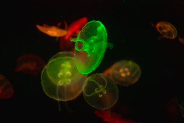 Yarısaydam ay denizanası Gran Canaria 'daki karanlık bir akvaryumda sürüklenir. Canlı yeşil bir örnek kehribar ve kırmızı formların ortasında, yonca yumurtalıkları ve ince dokunaçlarıyla.