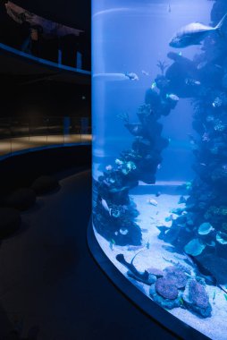 Loş iç mekan mercan sütunları, balık ve kumun üzerindeki ışınlar ile silindirik akvaryum gösteriyor. Ziyaretçiler Las Palmas de Gran Canaria 'daki Poema del Mar' da eğri bir koridor boyunca ilerliyorlar.