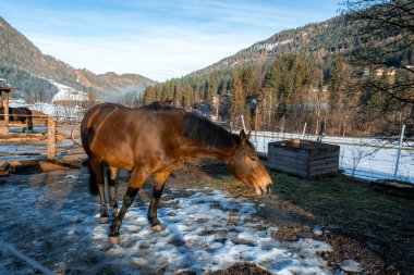 Dağ evi tarzı binalar ve kırsal çitlerin yanındaki karlı bir çayırda başka bir at duruyor. Alçak güneş, bir kış vadisi sahnesinde uzun gölgeler bırakır.