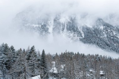 Karla kaplı çam ağaçları ve karla kaplı geniş bir çayırla kış ormanı manzarası..