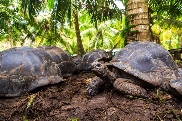 Giant turtles on Seychelles — Stock Image Giant turtles on Seychelles Royalty Free Stock Images