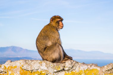 Bir kayanın üzerinde komik maymunlar
