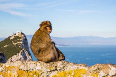 Bir kayanın üzerinde komik maymunlar